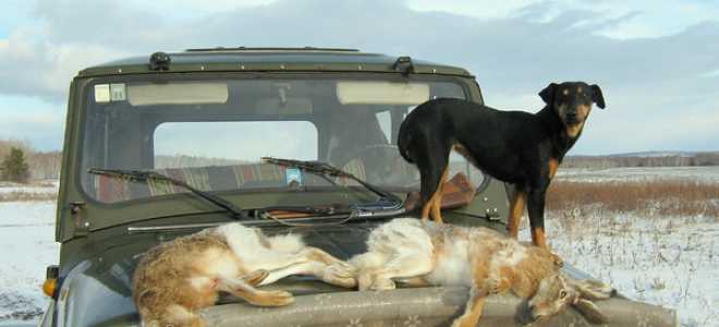 ТОП 20: лучших автомобилей для охоты и рыбалки
